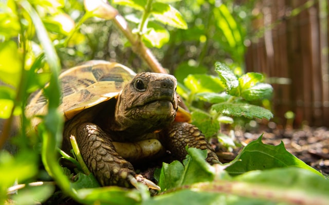 Une petite tortue trop mignonne